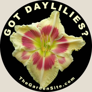 Click to enlarge the GOT DAYLILIES car magnet