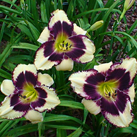 Rethinking Daylilies  N.C. Cooperative Extension