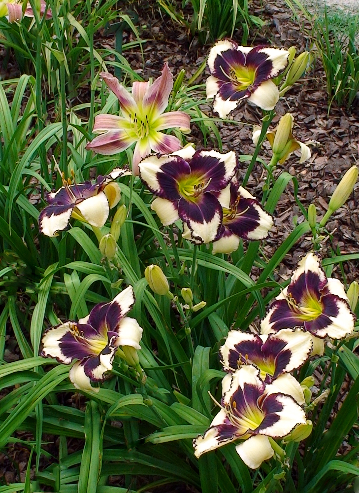 Rethinking Daylilies  N.C. Cooperative Extension