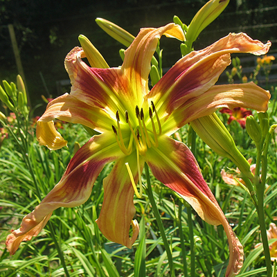 Rethinking Daylilies  N.C. Cooperative Extension