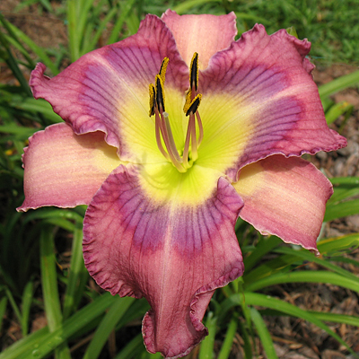 Rethinking Daylilies  N.C. Cooperative Extension