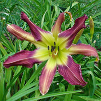 Rethinking Daylilies  N.C. Cooperative Extension